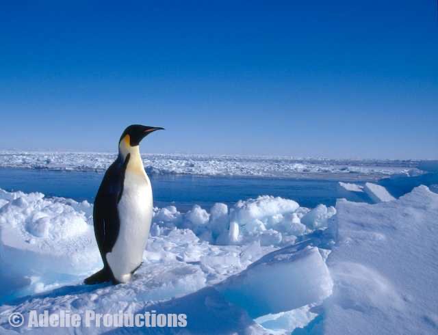 <b>Emperor Penguin, Ross Island, Antarctica</b><br/>
“The emperor penguin, despite appearances, was nothing more than a modified sparrow.”