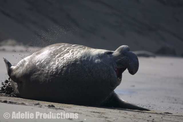 <b>Elephant seal, Punta Delgado, Argentina</b><br/>&ldquo;...the flipper looked like nothing less than the forelimb of a bear or that of a cow; more elephant than seal, certainly more elephant than fish.&rdquo;