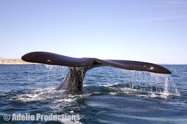 <b>Whale fluke, Puerto Pir&aacute;mides, Argentina</b><br/>&ldquo;I see the whale as providing evidence for evolution precisely because of the analogous changes wrought upon its hippo-like ancestors to turn it back into something that resembled a fish...&rdquo;