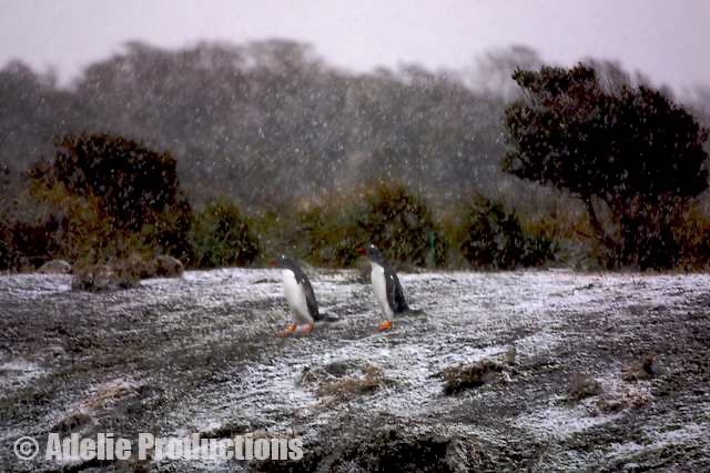 <b>Gentoo Penguins, Beagle Channel, Tierra del Fuego</b><br/>&ldquo;At first sleeting, and then snowing heavily. Even the odd Gentoo Penguin brave enough to walk along the beach looked miserable.&rdquo;